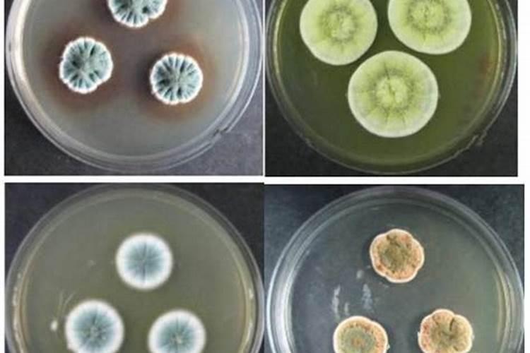 灵芝是一种什么植物:？