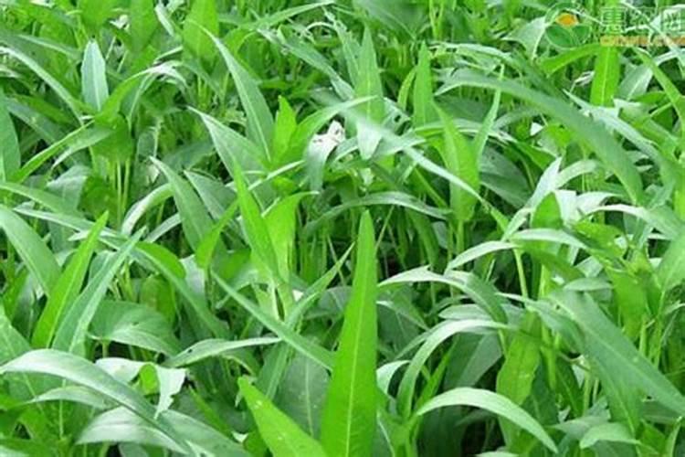 空心菜几天施一次肥