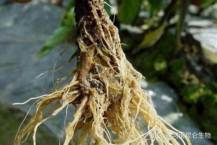 怎样用烂樱桃制作叶面肥料？