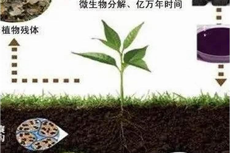 上什么肥减轻腐烂病