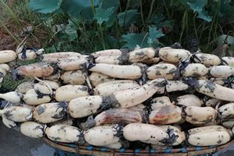 在夏天这个季节里,照顾莲藕需要留意些什么