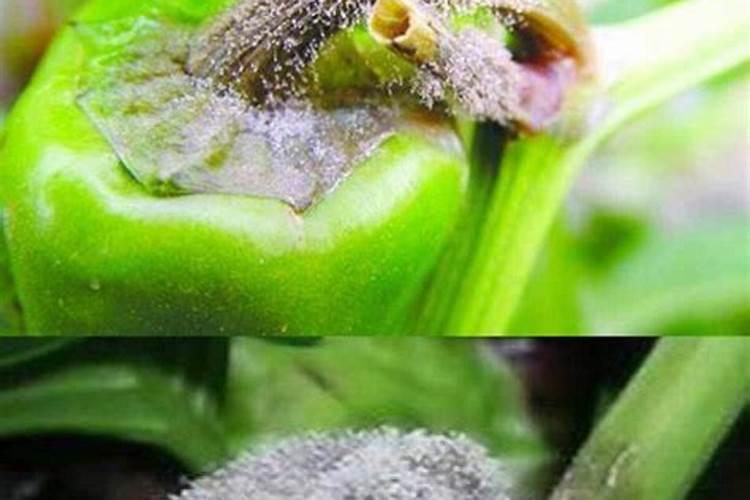 花牛苹果烂果怎么处理