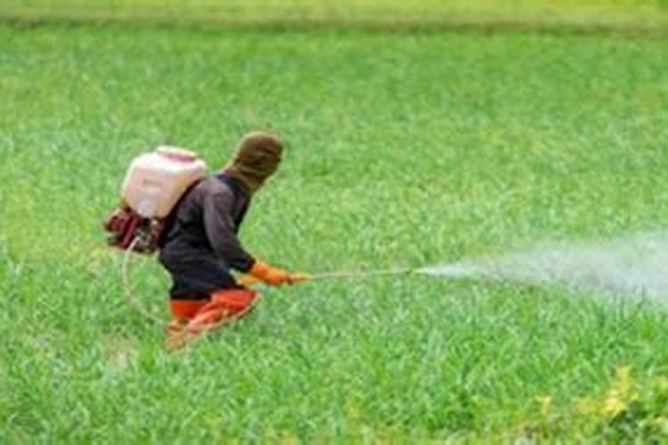 早上有露水能打玉米除草剂和叶面肥吗(打叶面肥最佳时机)