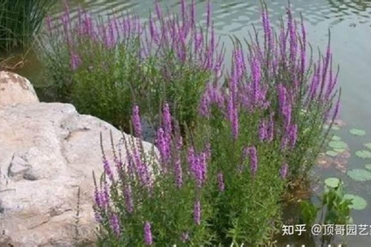 阳台盆栽草莓,土壤还湿的,可以浇水溶肥吗,还是要等下次浇水时再选择不...