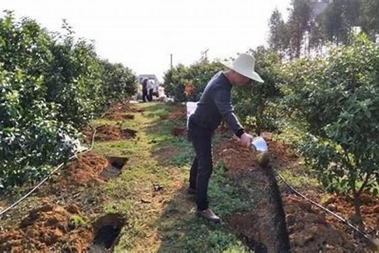 一棵果树施磷肥最简单三个步骤