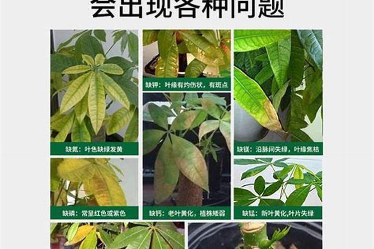 发财树不用施肥,经常浇点“营养水”,是不是照样长得枝繁叶茂？