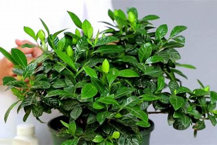 栀子花施肥方法,用什么肥好