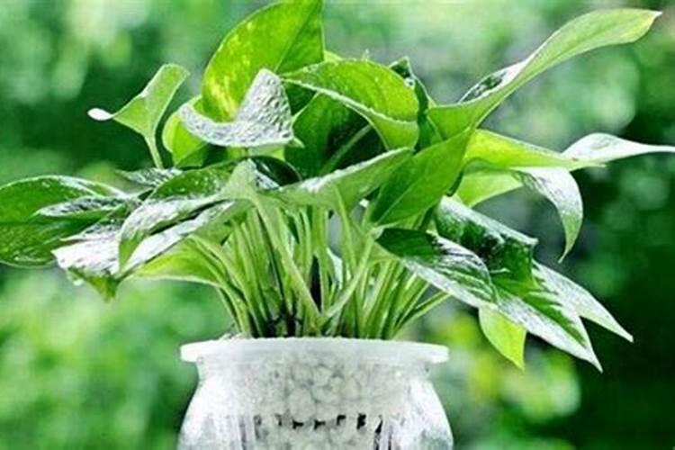 水培绿萝怎么施肥