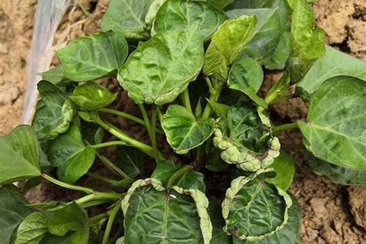 红薯施什么化肥最好