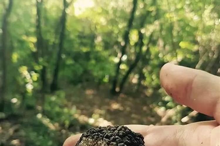 什么时候是种植莲雾的合适季节？