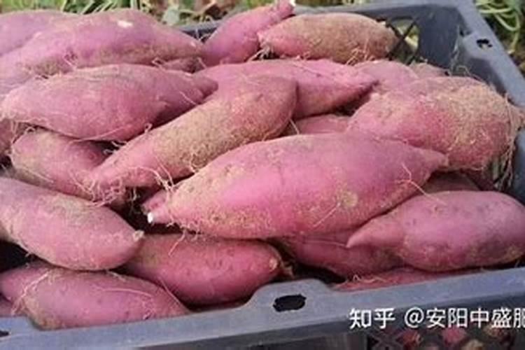 红薯用什么肥料最好