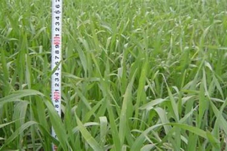 小麦复合肥十大名牌