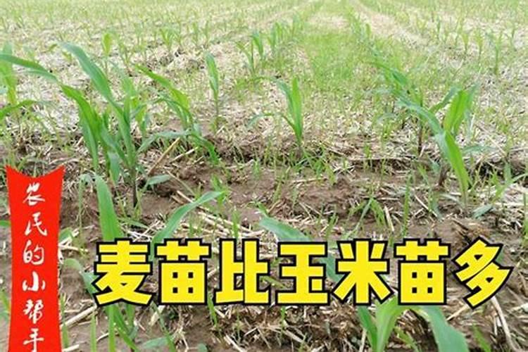 麦茬玉米怎样管理才能高产？