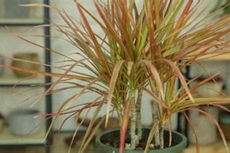 花盆装土最佳方法