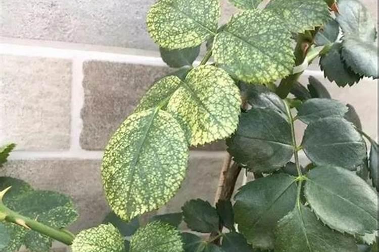 秋天家里这些植物容易感染白粉病,注意提前防治一下