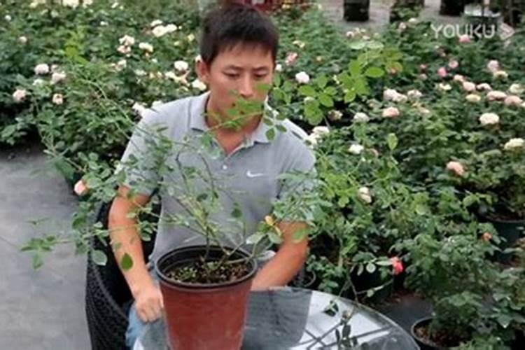 我的月季叶子发黄天狼说是缺镁什么肥中有镁