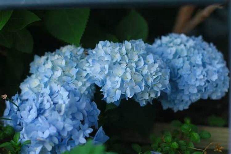 无尽夏怎么施肥