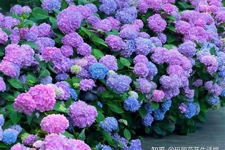 无尽夏怎么养才长得好 无尽夏如何养才长得好