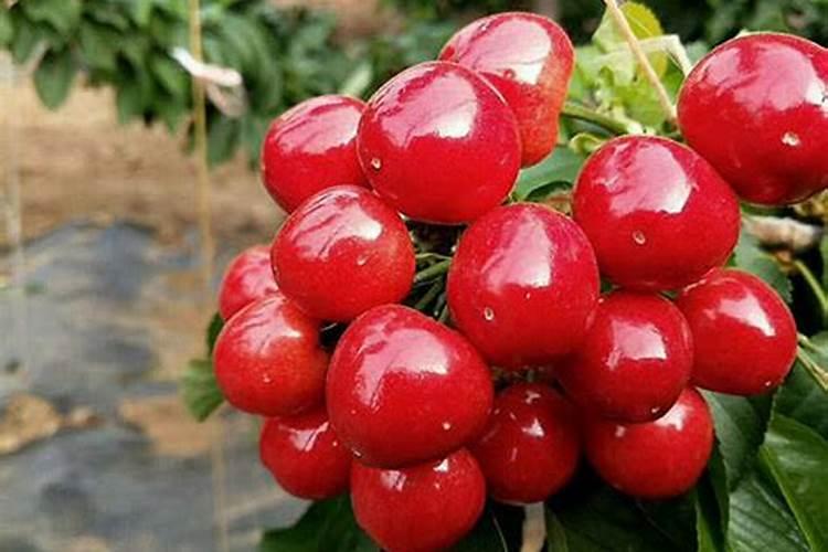 樱桃保花保果叶面喷什么好？樱桃挂果期用什么肥料吸收好？