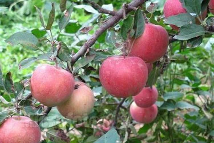 苹果树春季用什么化肥好