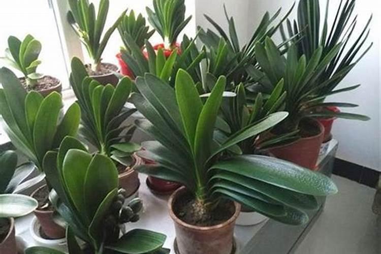 君子兰需要施什么肥