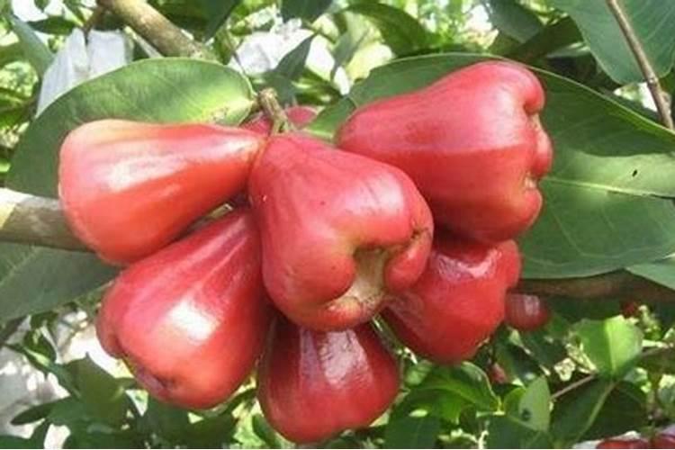 黑金刚莲雾施什么甲肥好？