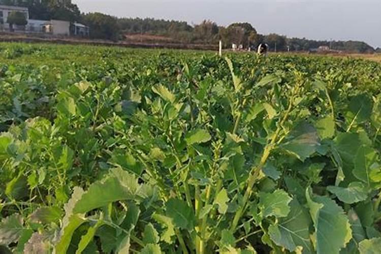 油菜追施应该在哪个阶段？给油菜浇水要注意什么呢？