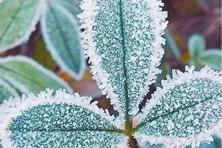柞蚕场施什么肥被霜冻了