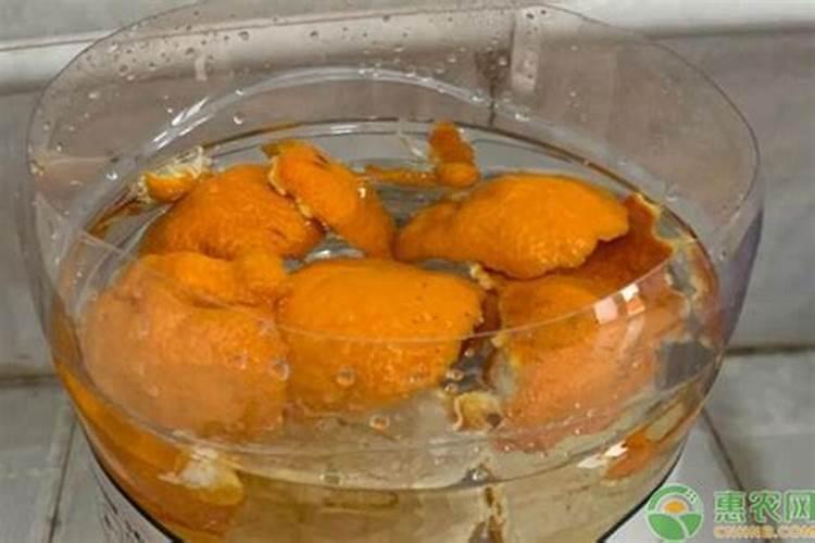 橘子皮泡水浇花注意事项