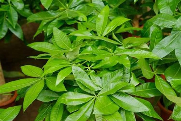 发财树怎么养才好