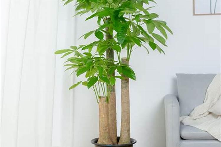 发财树怎么养,七个步骤教你轻松养好发财树