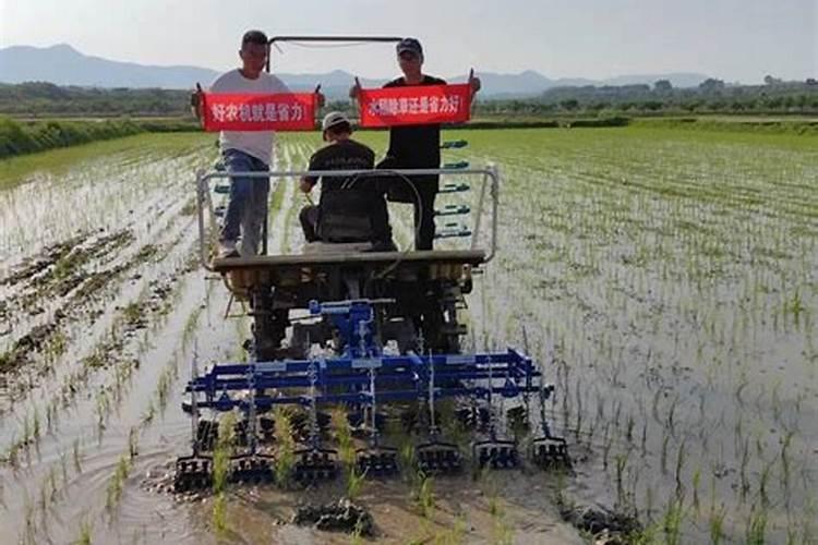 怎样施用沼液防治农作物病虫害？