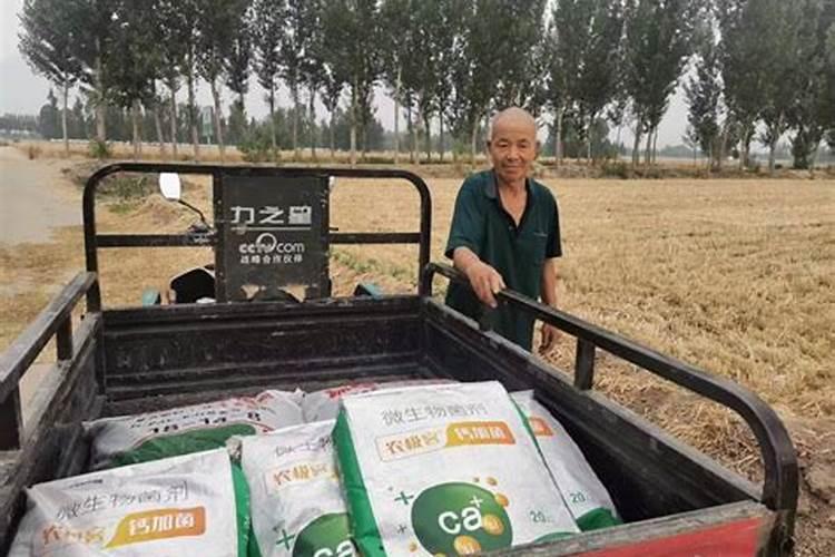 辣椒滴灌钙肥用量多少