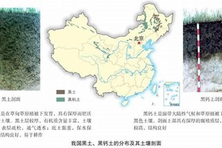 木炭灰可以养花吗？