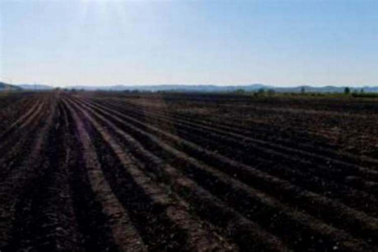 种仙人掌适合用什么土壤？