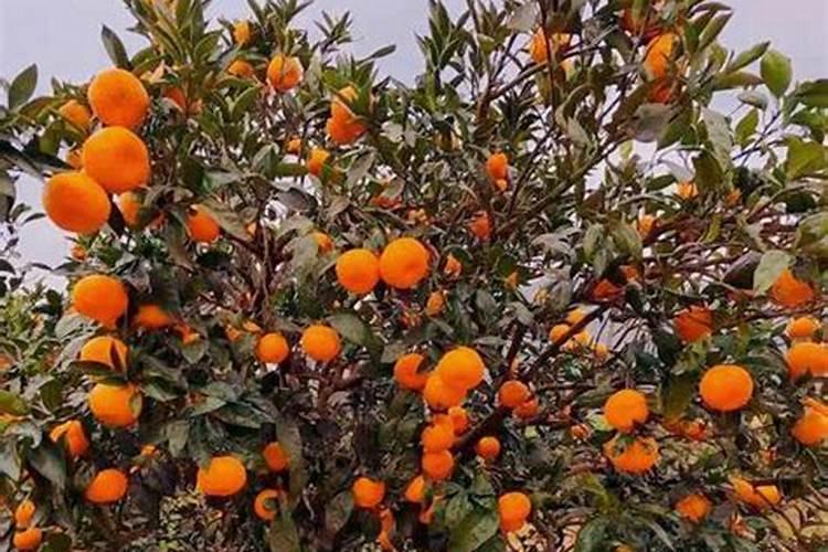 盆栽橘子树多久施一次肥 盆栽橘子树施肥间隔时间是多久？