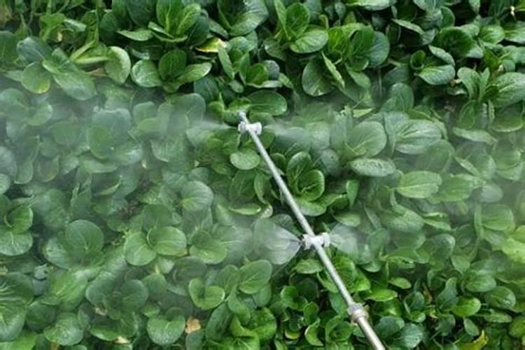 香菜红杆红叶怎么办