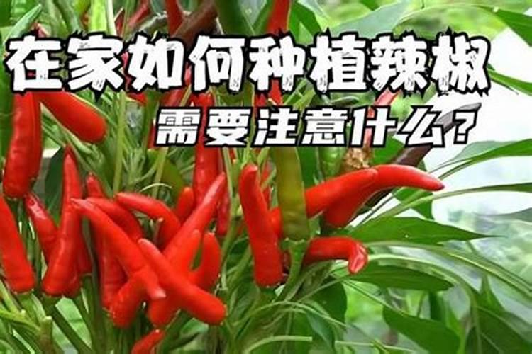 辣椒生长需要什么肥料