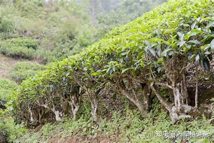 茶叶专用肥料,附茶叶的种植技术