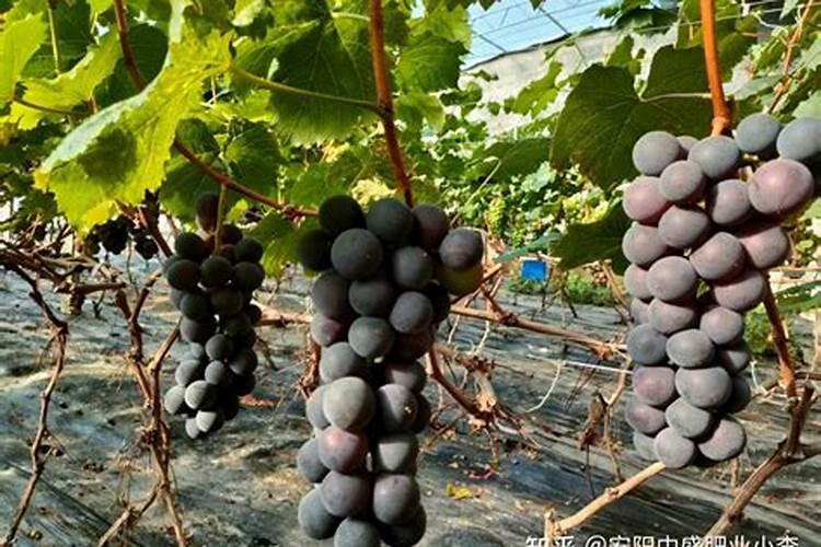 葡萄膨果期用什么肥料