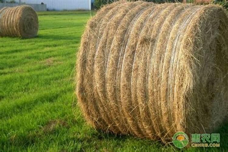 在内蒙古种植牧草每亩需要投资多少钱