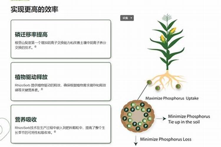 磷肥钾肥植物多长时间了能吸收