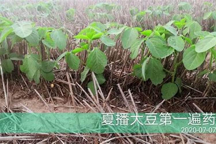 大豆追肥的最佳时期
