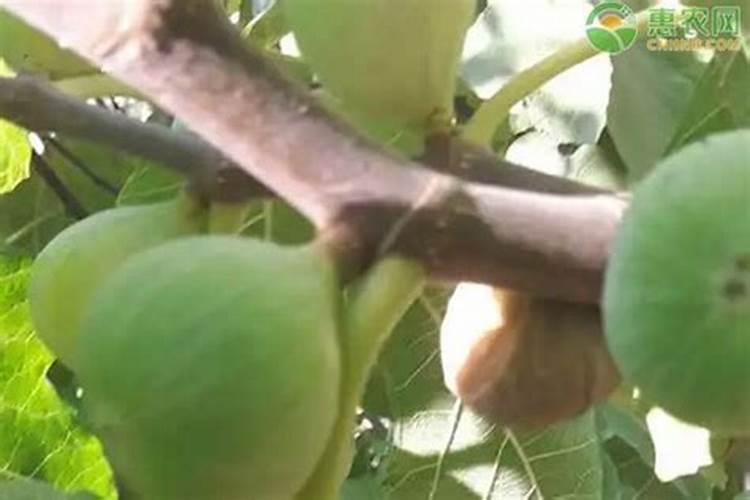 夏季可以给果树施肥吗