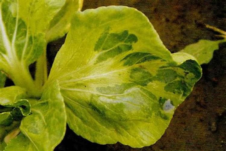 油菜花黄叶的原因和处理办法