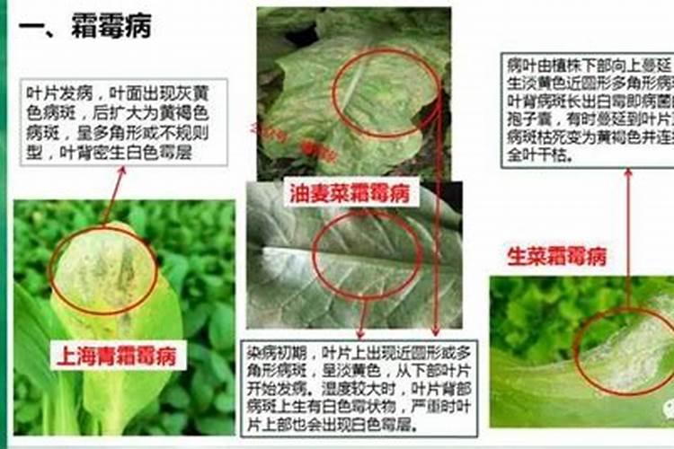 油菜花叶子发黄怎么办？