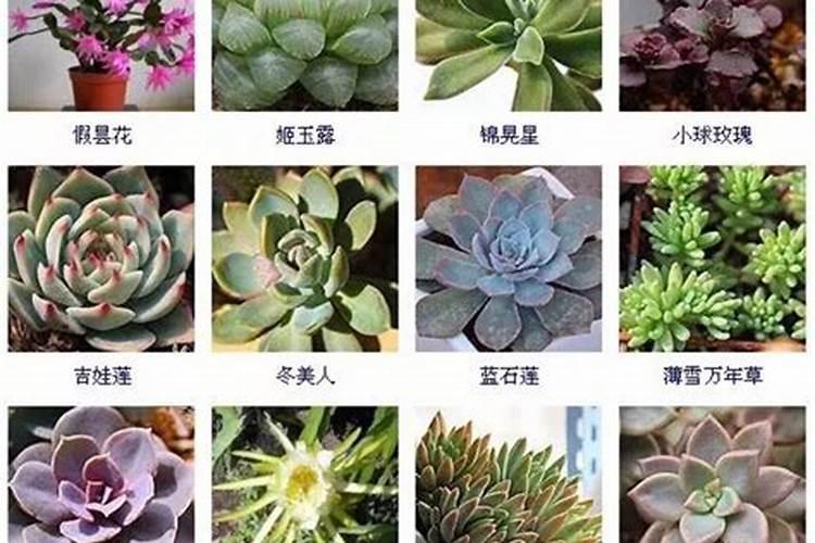 花多多1号可以浇多肉吗