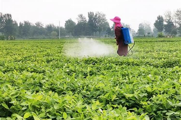 花生喷施钙肥最佳时间 什么时候使用合适