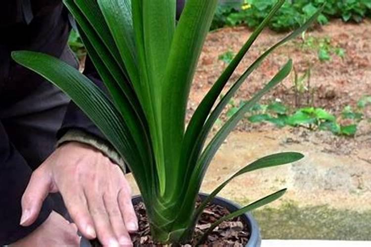 夏播玉米追肥用什么肥料最好