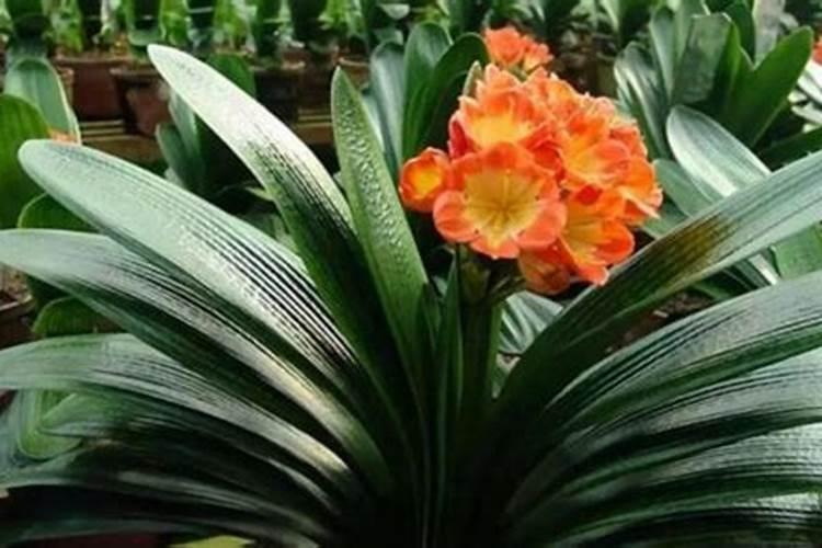 月季花用什么肥料最佳